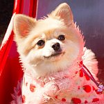 コラムニスト 調査員04 長谷川