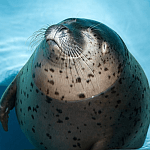 コラムニスト 調査員10 岡本