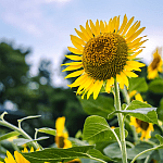 コラムニスト 工作員03 小林